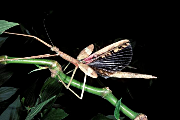 L’élevage des phasmes en classe : pour nos amis enseignants