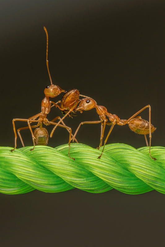 Fourmis en train de travailler