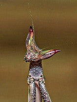 Débuter dans l’élevage des mantes