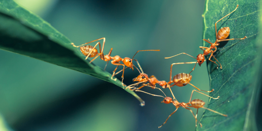 Comment vendre des fourmis ?