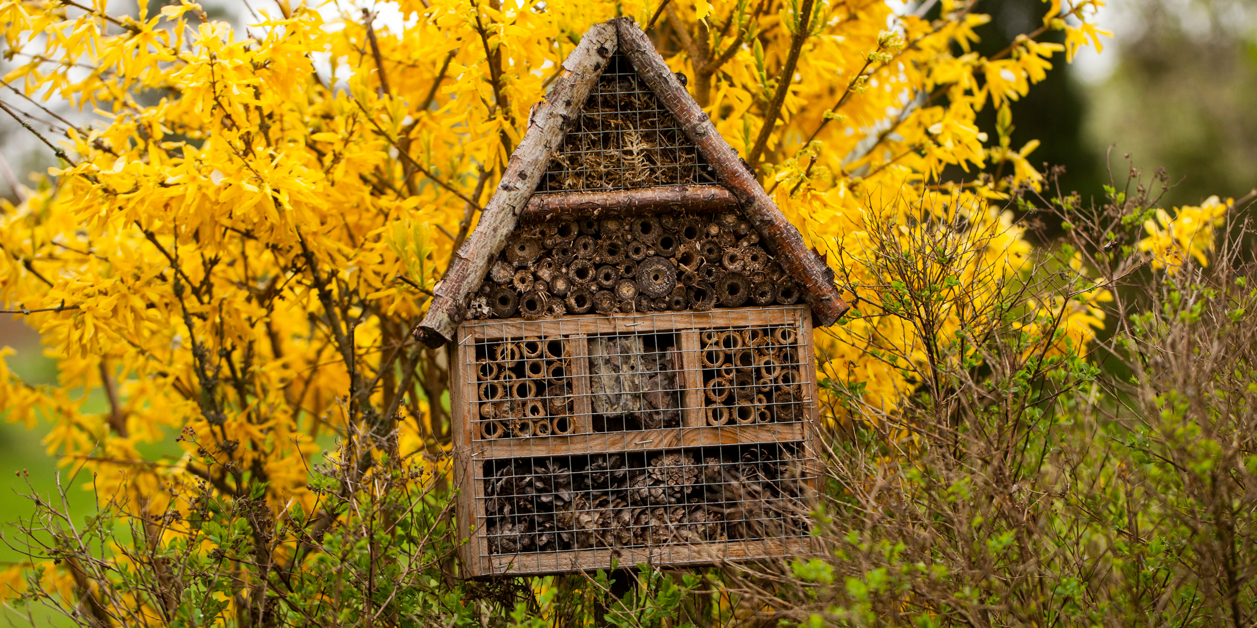 L'intérêt d'un hôtel à insectes dans votre jardin - Les Carnets de