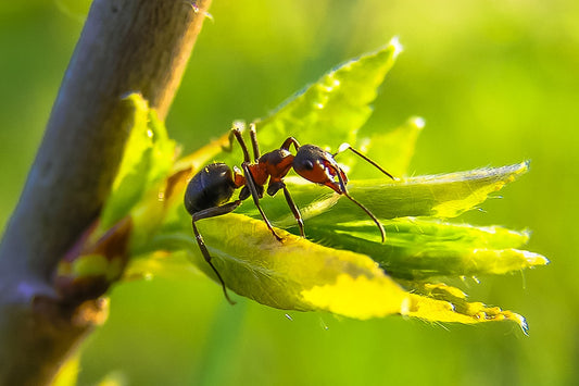fourmis-insecte-messor-barbarus
