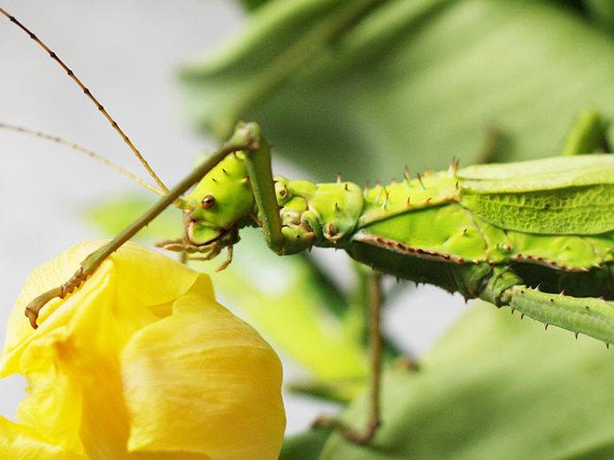 Le phasme Heteropteryx dilatata