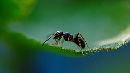 L'Évolution des Fourmis : Les Fourmis sont-elles Adaptées à la Vie dans une Fourmilière Artificielle ?