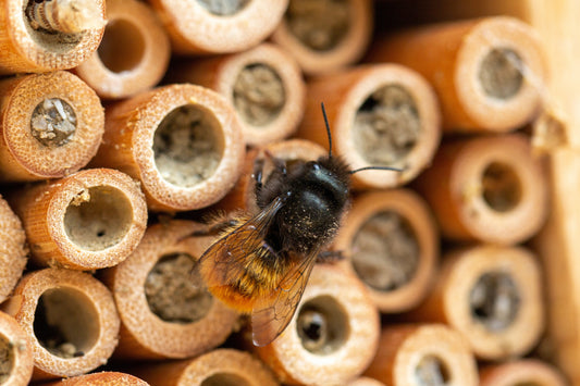 La folie des hôtels à insectes : un refuge pour nos amis pollinisateurs