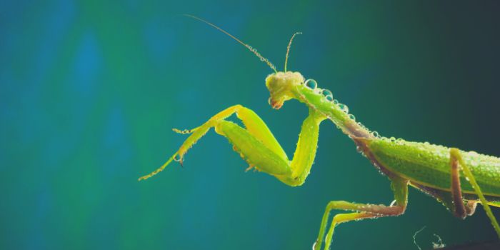 Comment réussir son élevage de Mantes ?