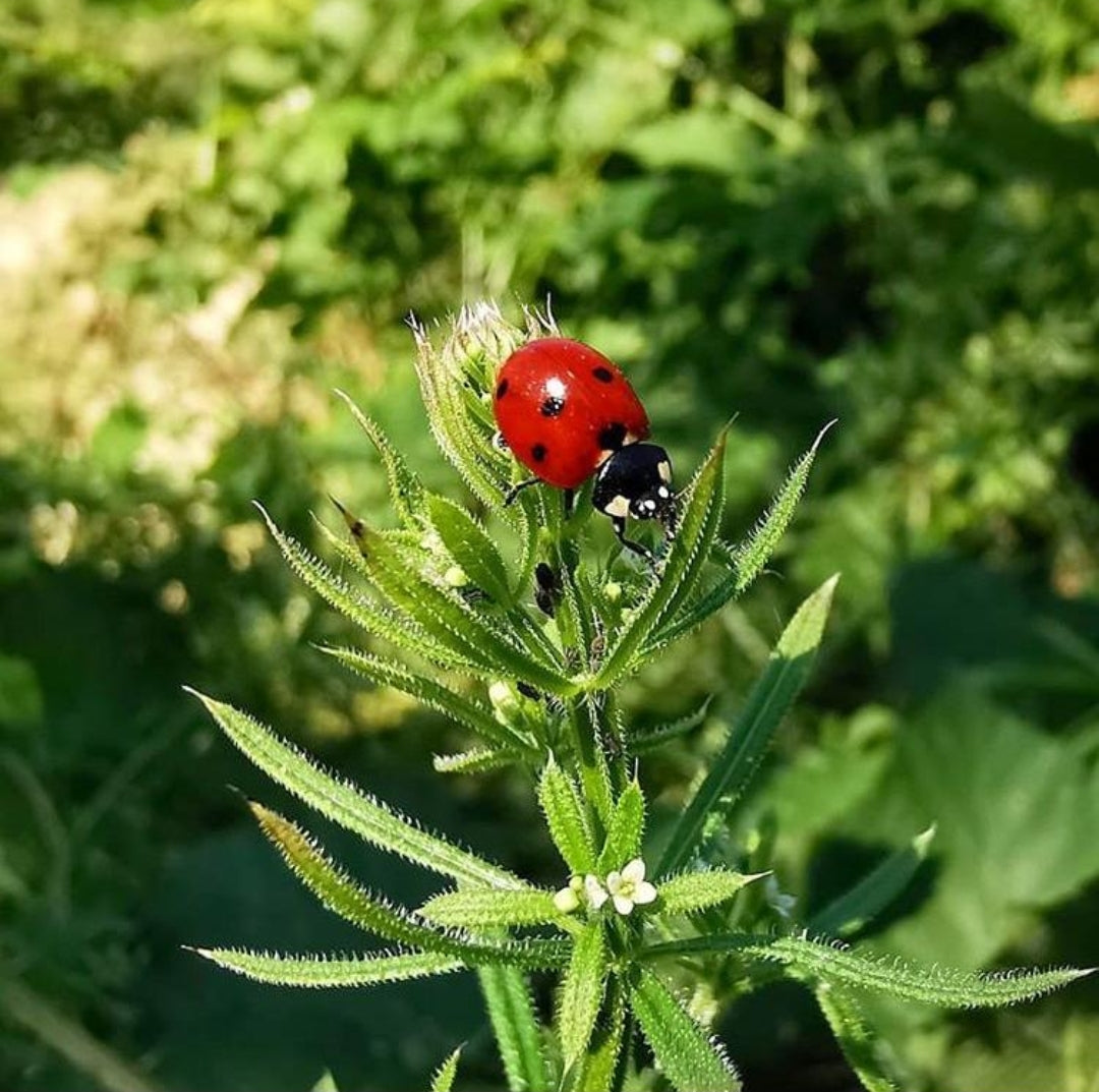 Elevage de coccinelles de la larve la coccinelle L insecterie