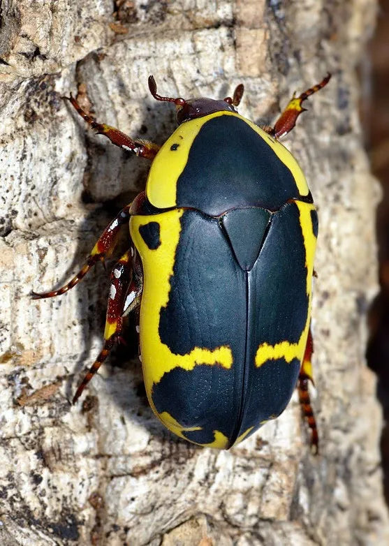 Cetonia - Pachnoda sinuata
