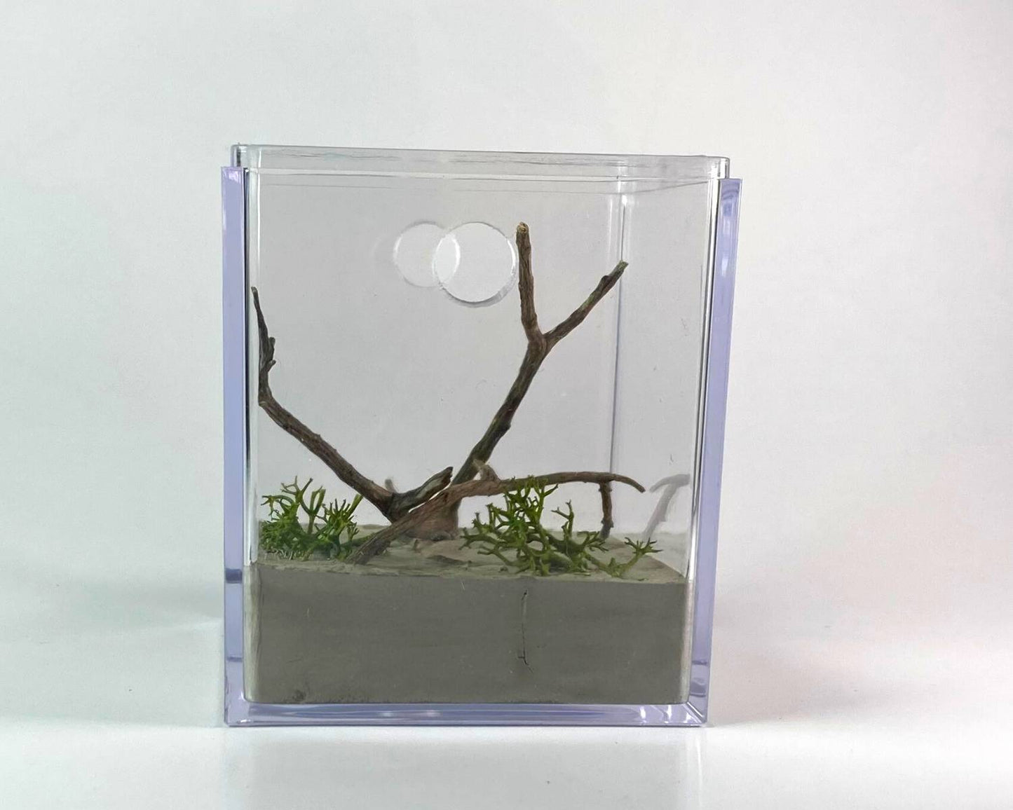 Aire de Chasse Fourmis