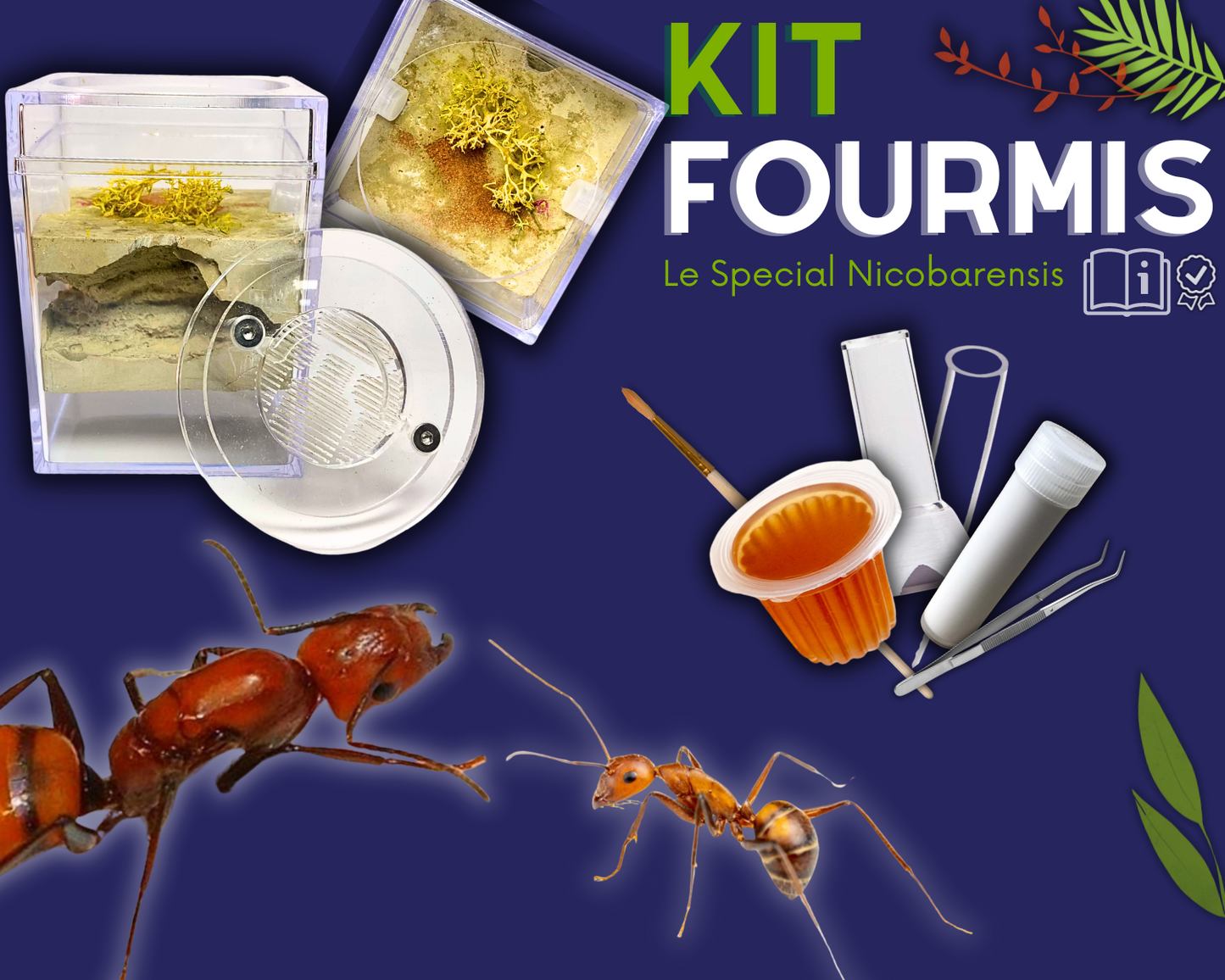 Kit fourmis nicobarensis