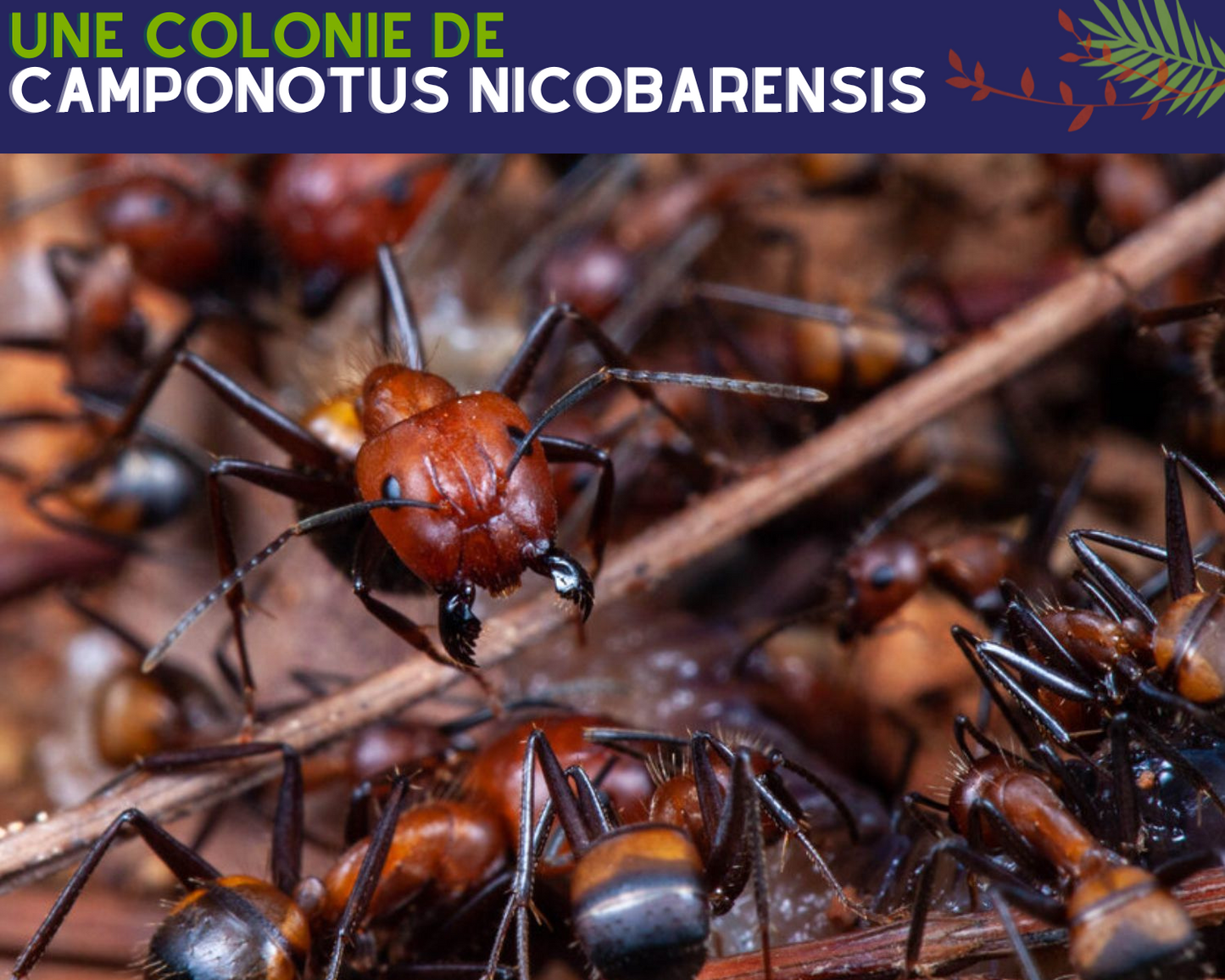 Acheter colonie de Componotus Nicobarensis