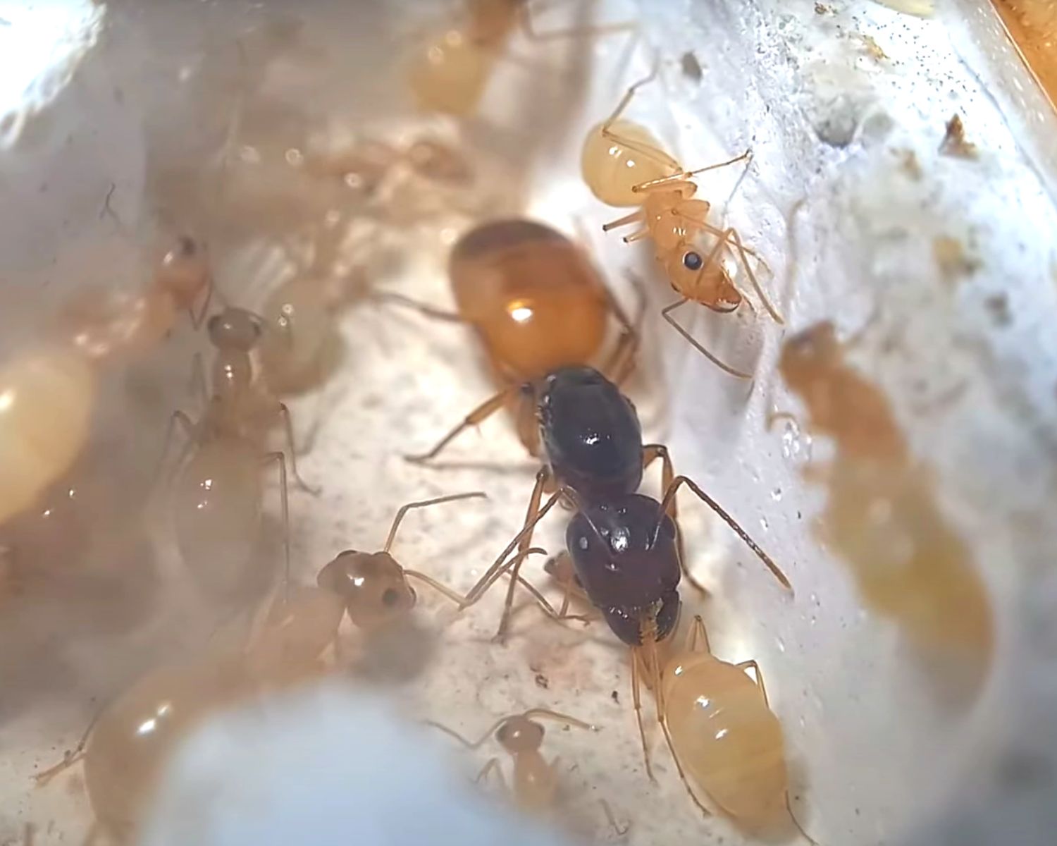 Colonie Fourmis Camponotusfedtschenkoi