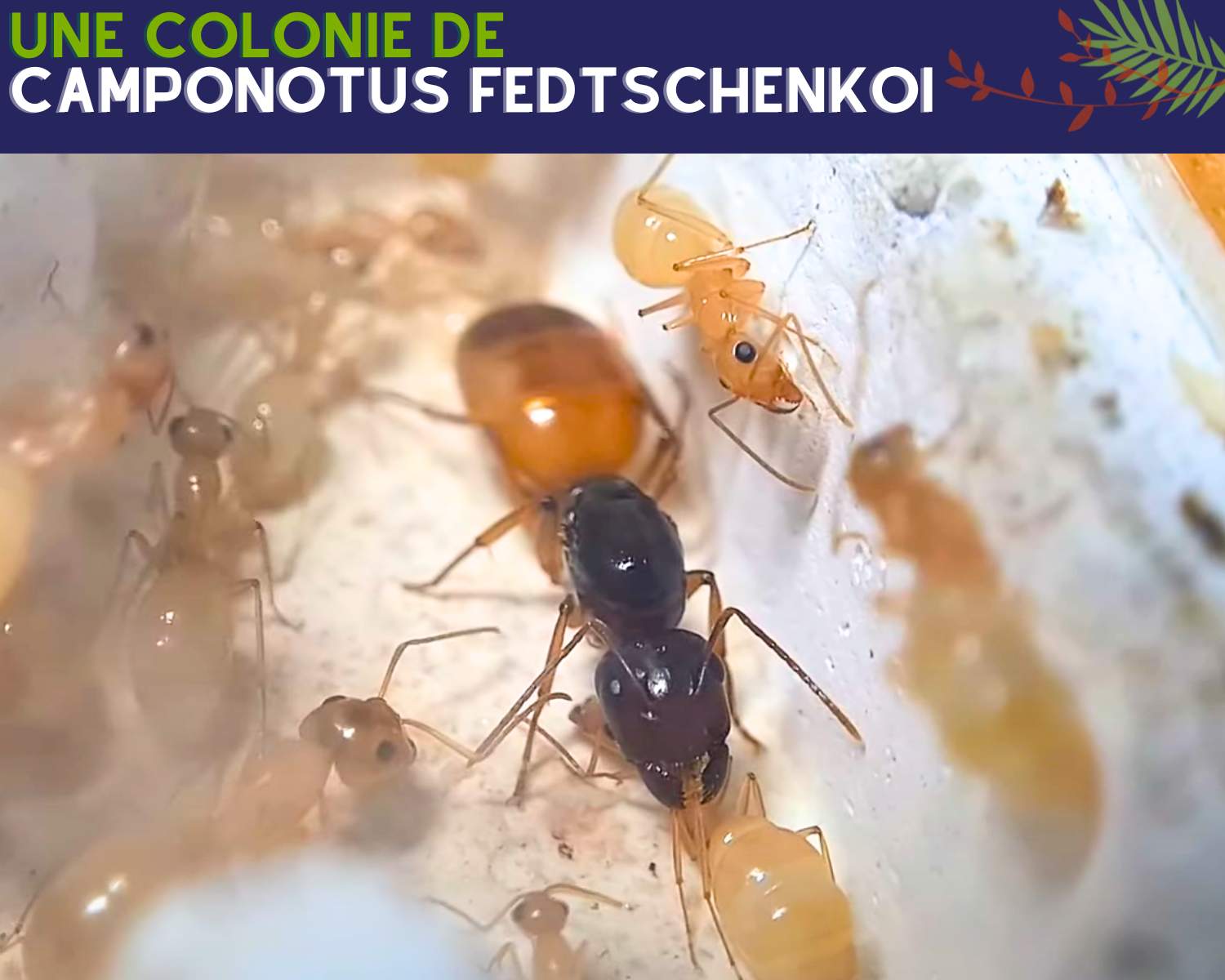 Acheter colonie fourmis  Camponotus Fedtschenkoi