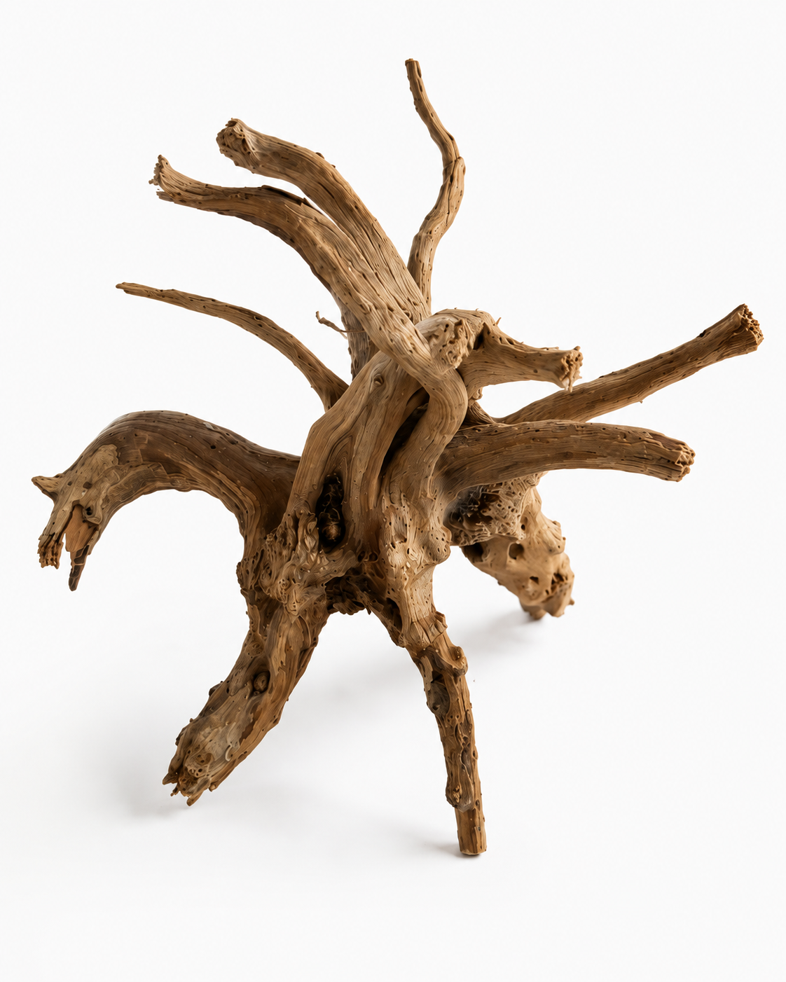 Racine spider 25-33 cm pour terrarium
