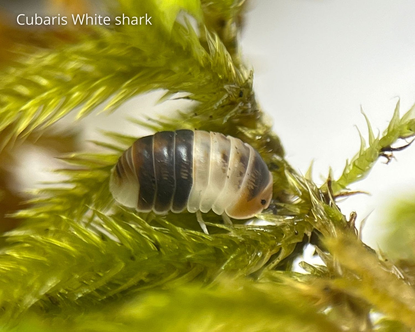 Cloportes - Cubaris White Shark