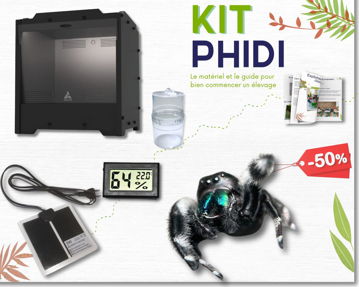 Kit d'élevage - Phidippus (araignée sauteuse)