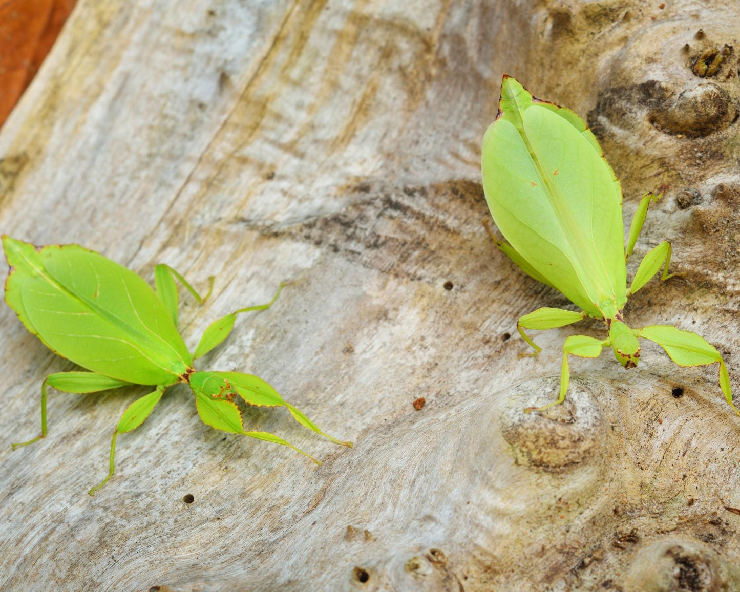 Phasme Feuille - Phyllium philippinicum