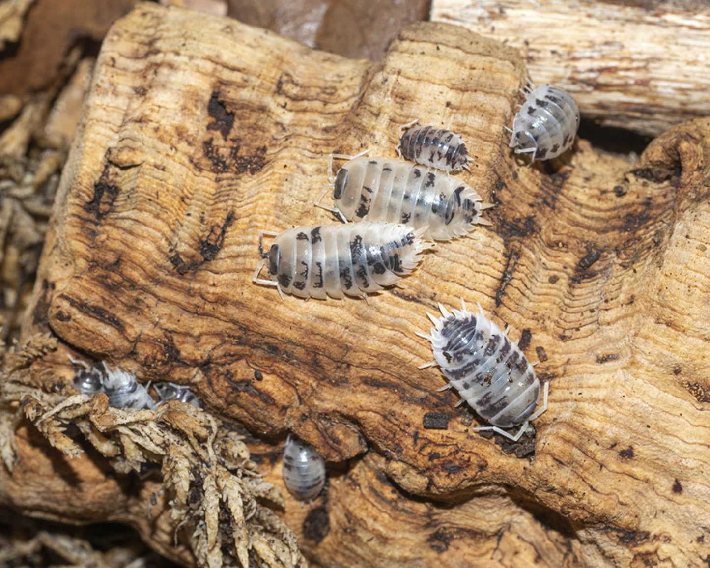 Woodlice - vaca lechera Porcellio laevis
