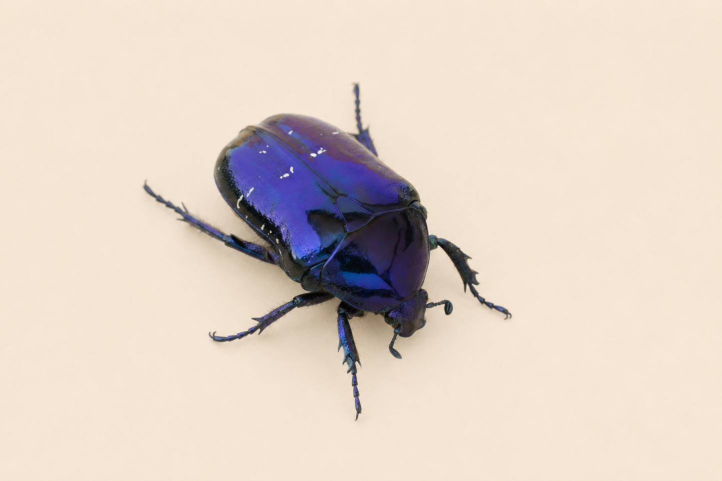 Protaetia elegans
