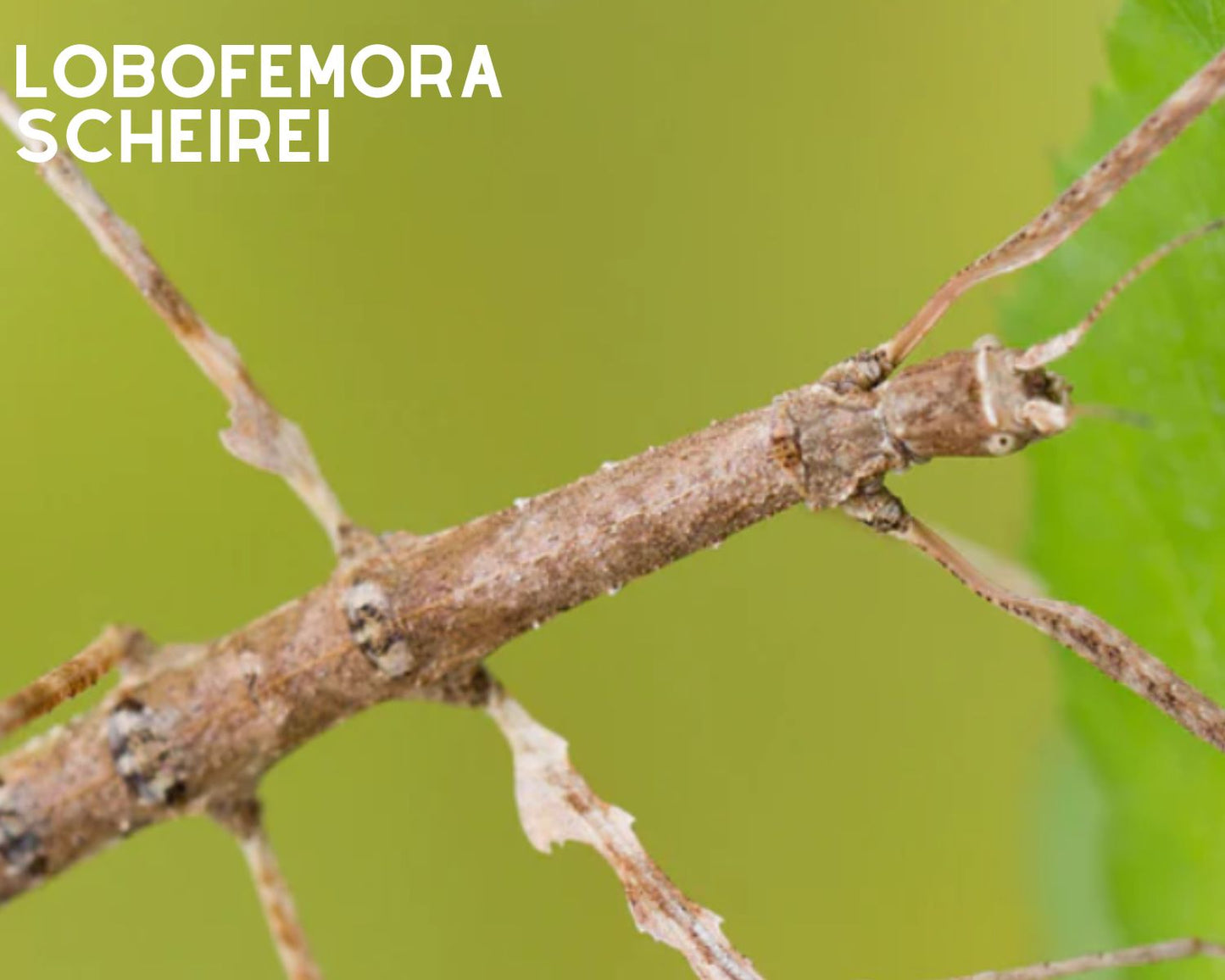 Aufzuchtset - Phasmiden