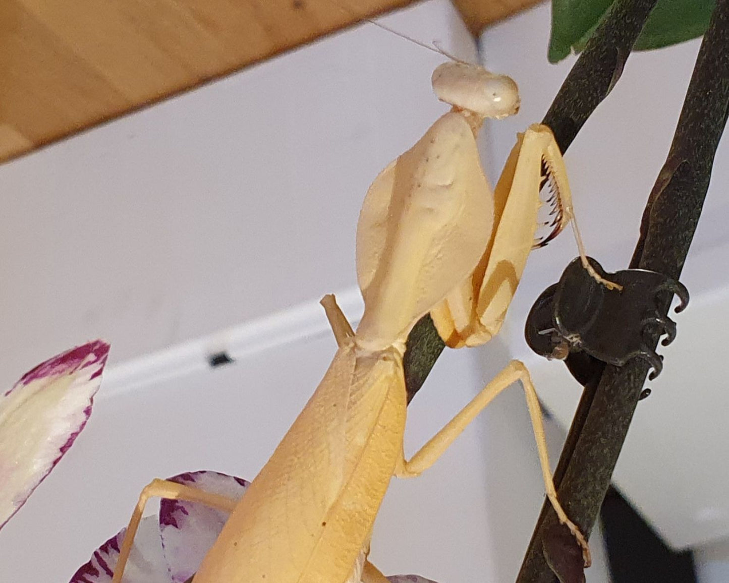 Gottesanbeterin - Rhombodera kirbyi