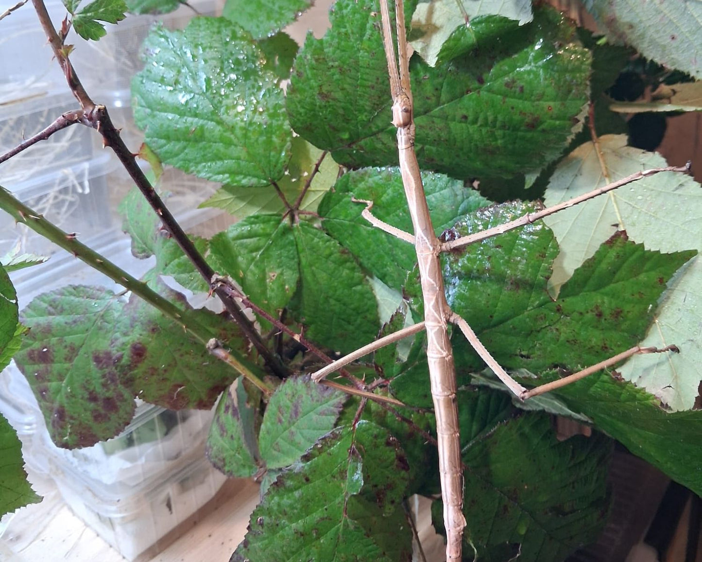 Fásmidos - Tirachoidea biceps