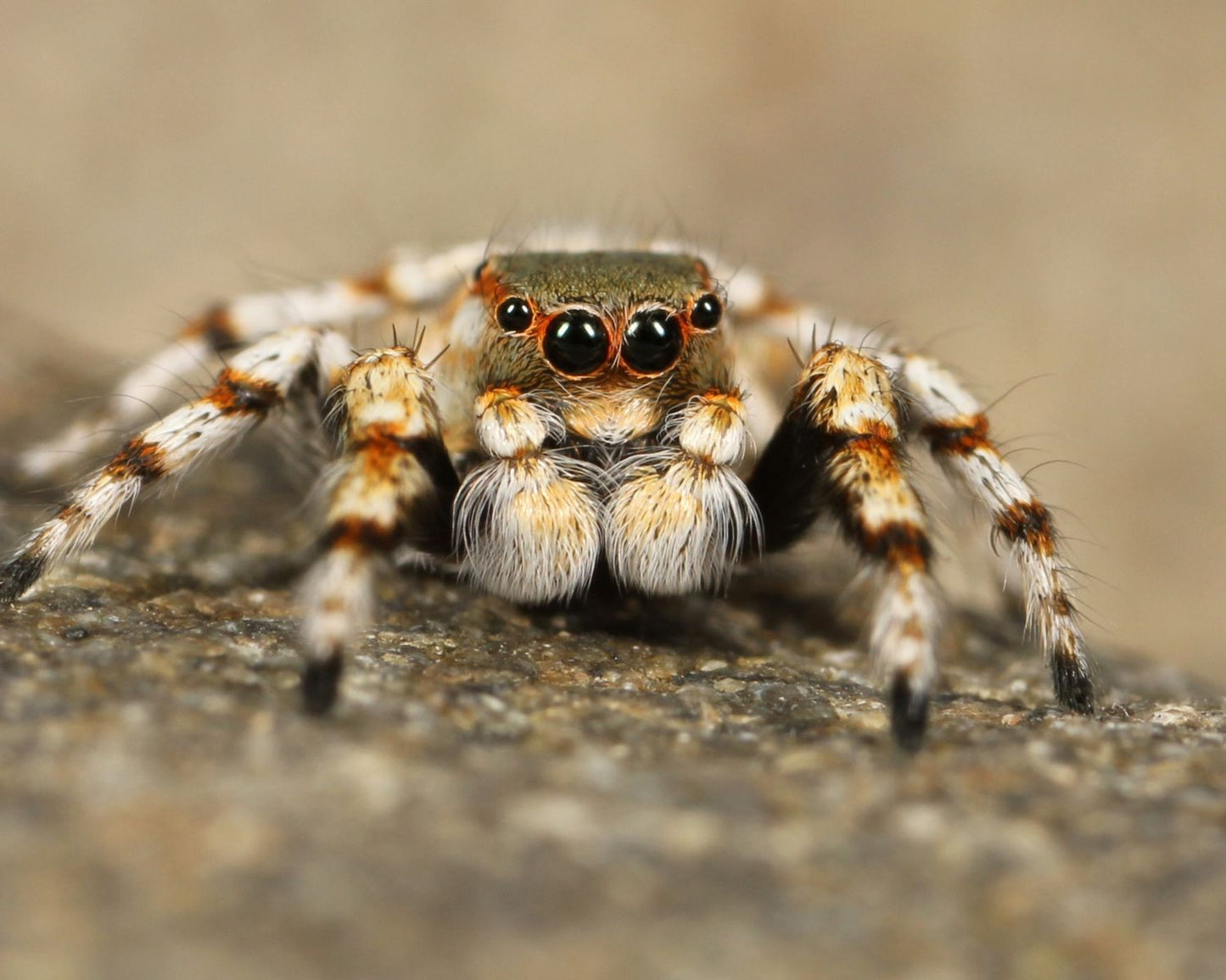 Kit d'élevage - Phidippus (araignée sauteuse)