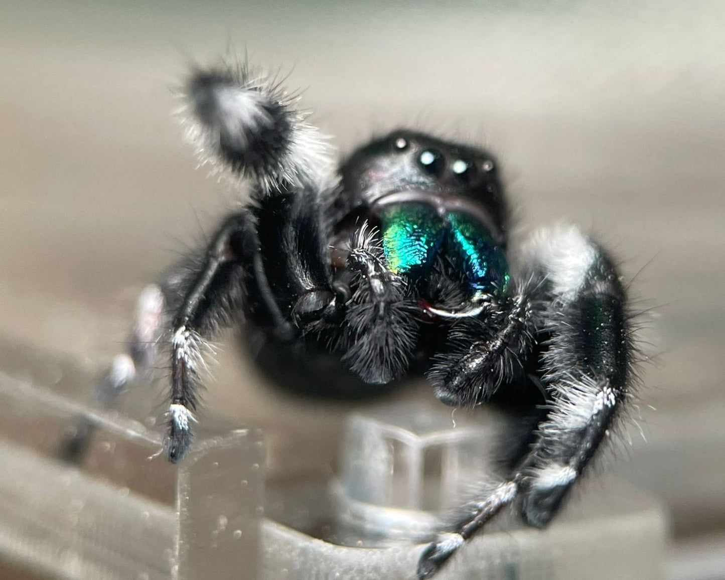 Kit d'élevage - Phidippus (araignée sauteuse)