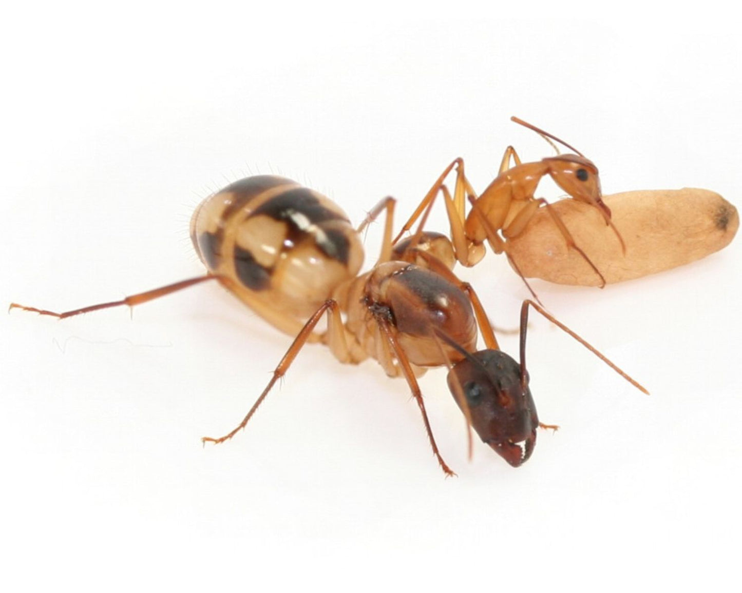 Fourmis camponotus maculatus