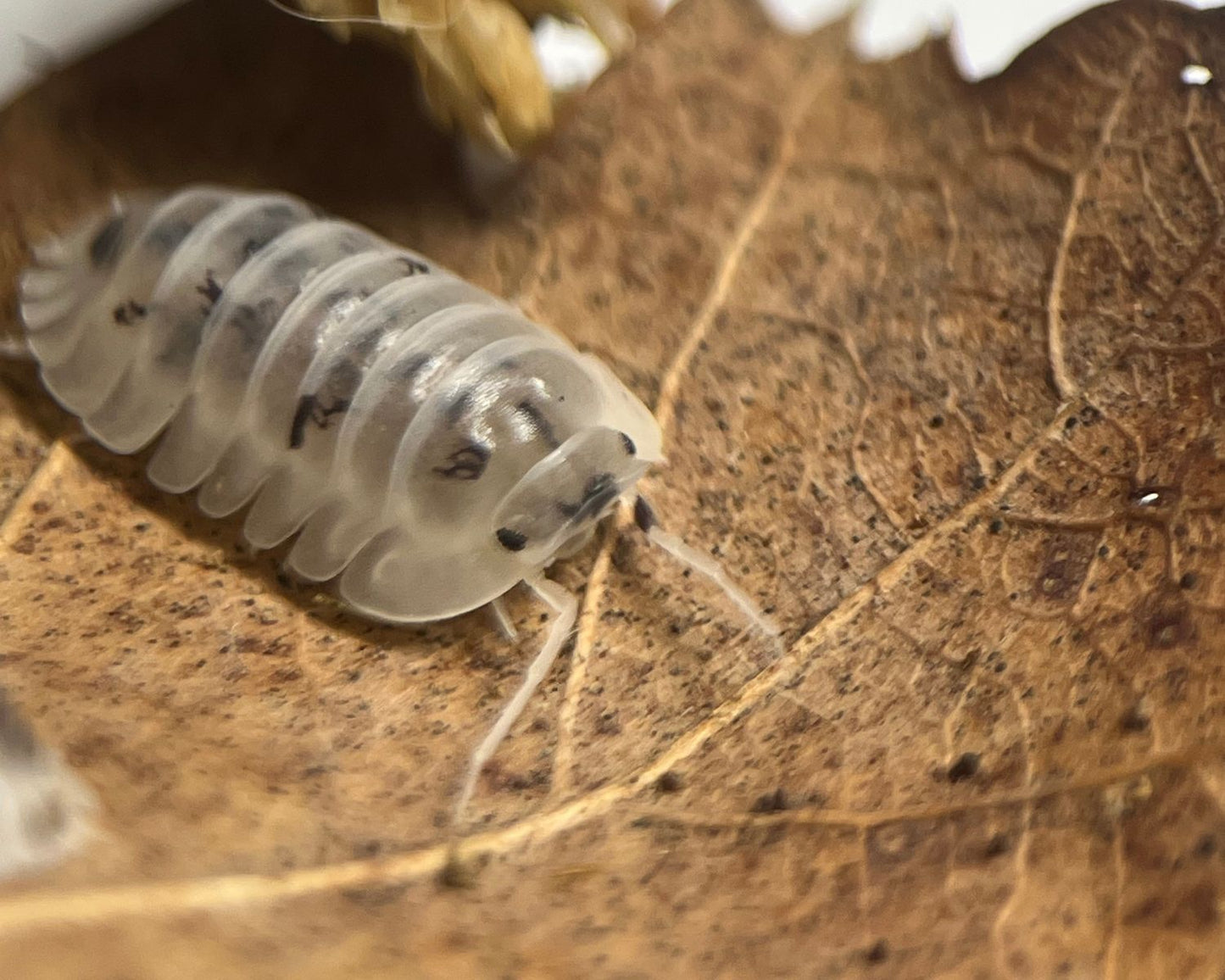Asseln - Nesodillo arcangelii „Shiro Utsuri“