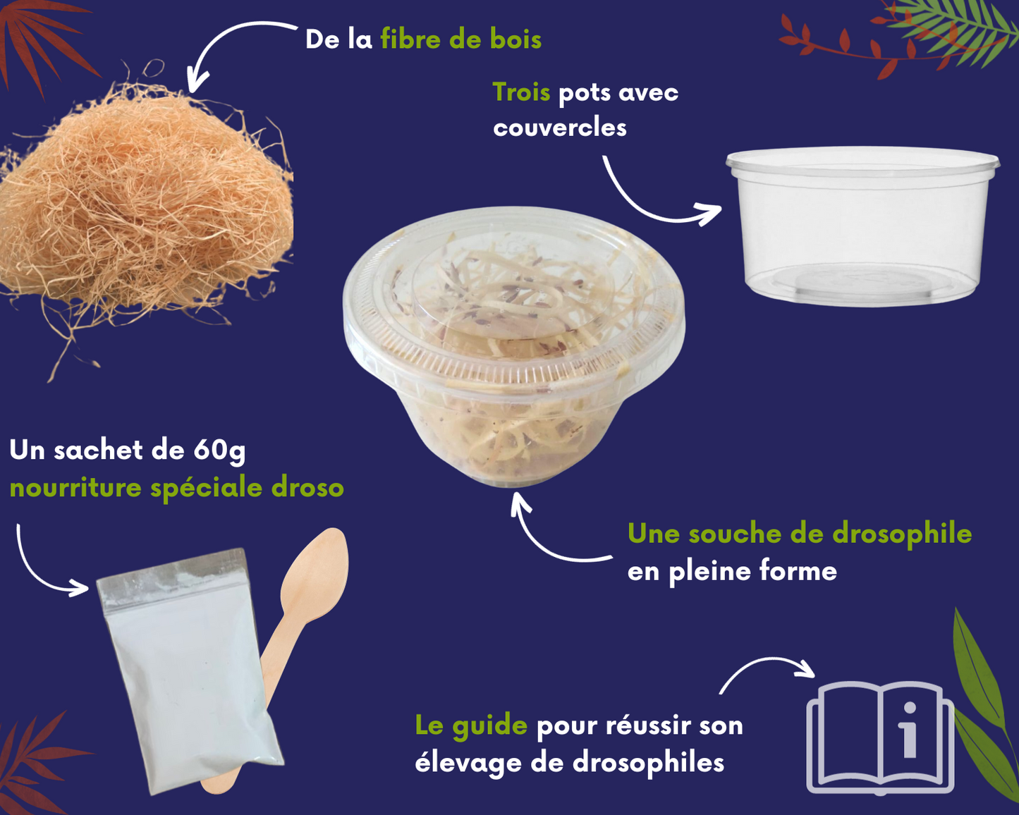 Kit d'élevage de drosophiles