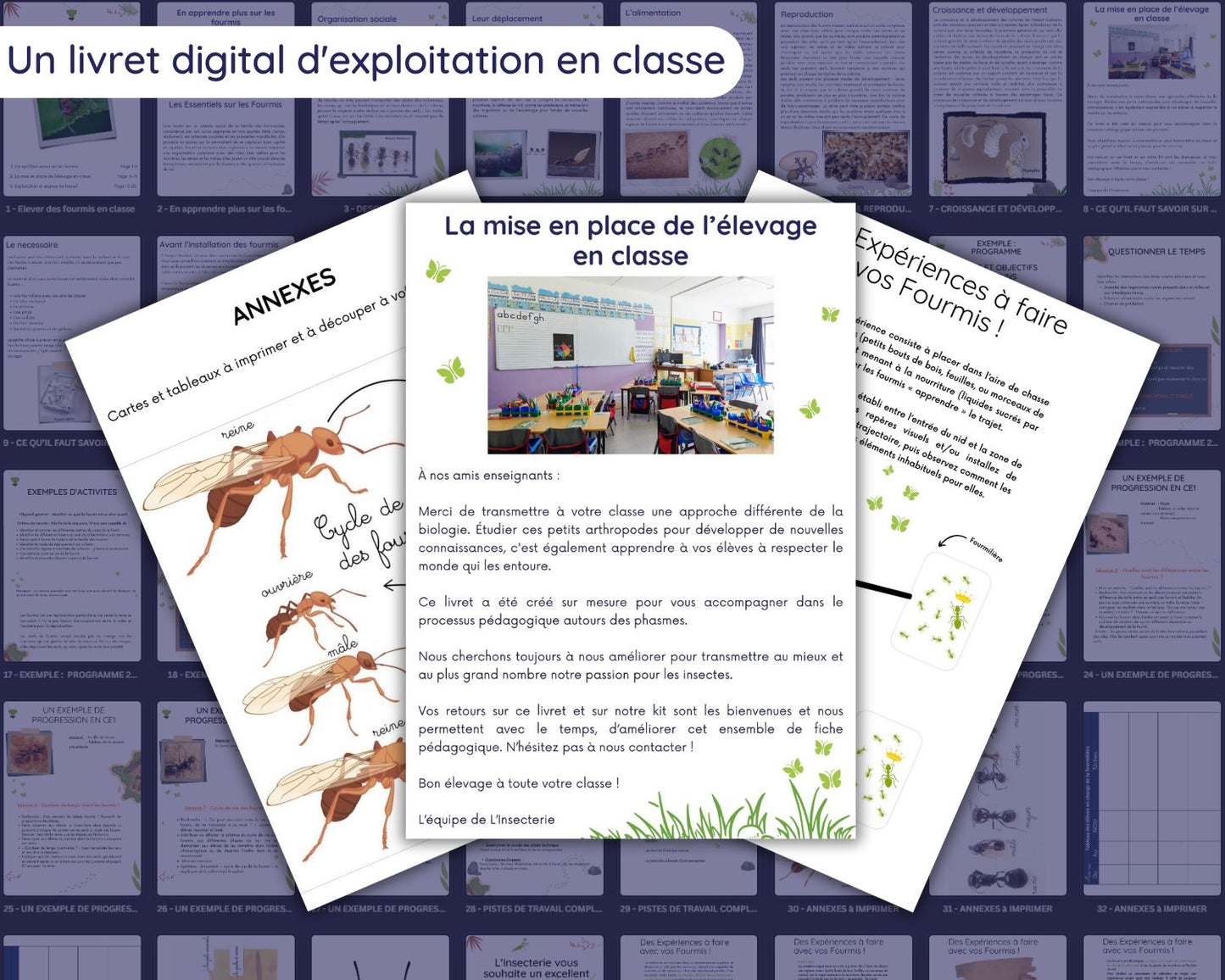 Elevage de Fourmis en Classe