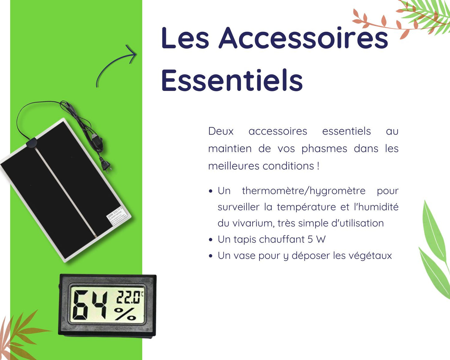 Geschenkset Phasmidenzucht