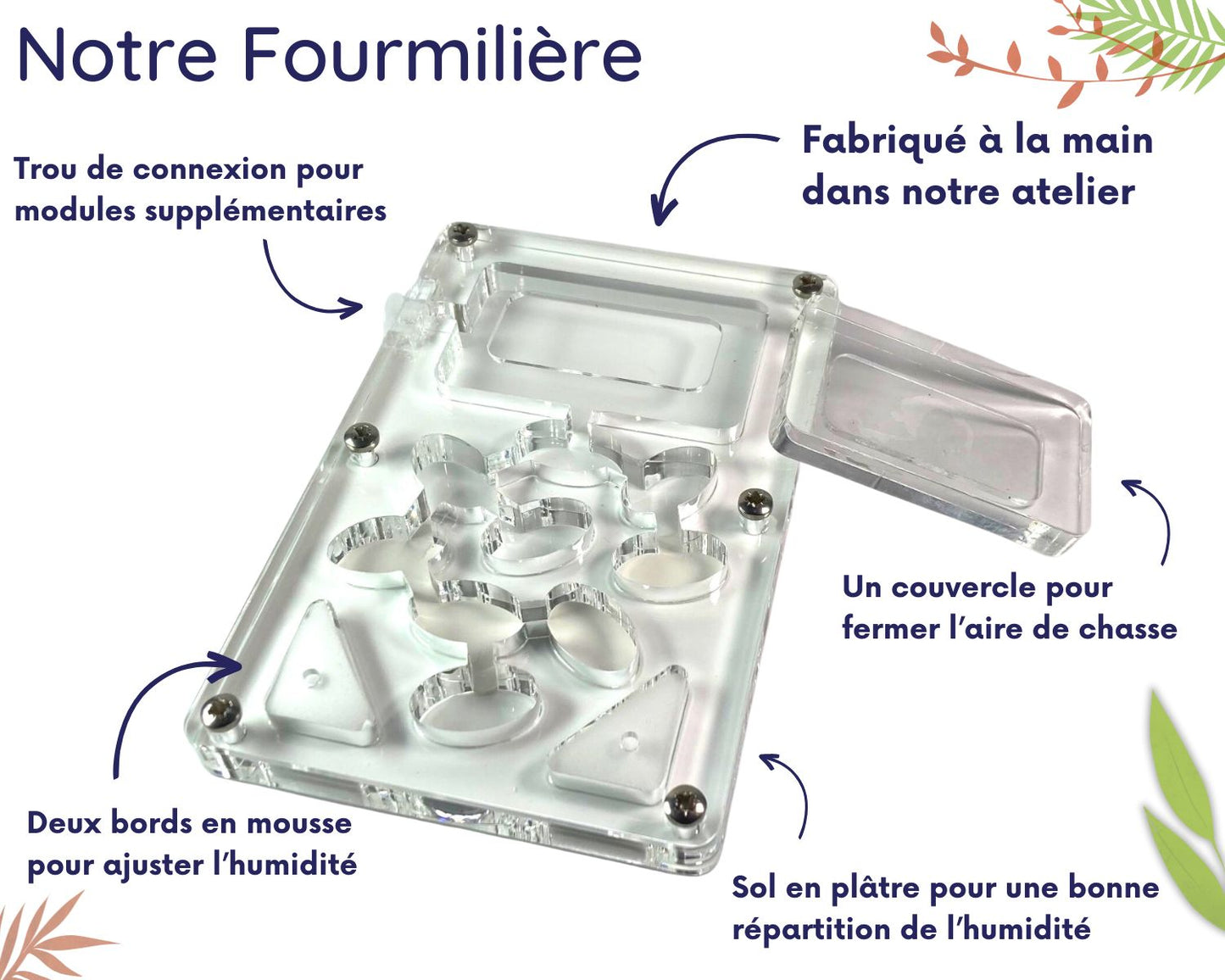 Elevage de Fourmis en Classe