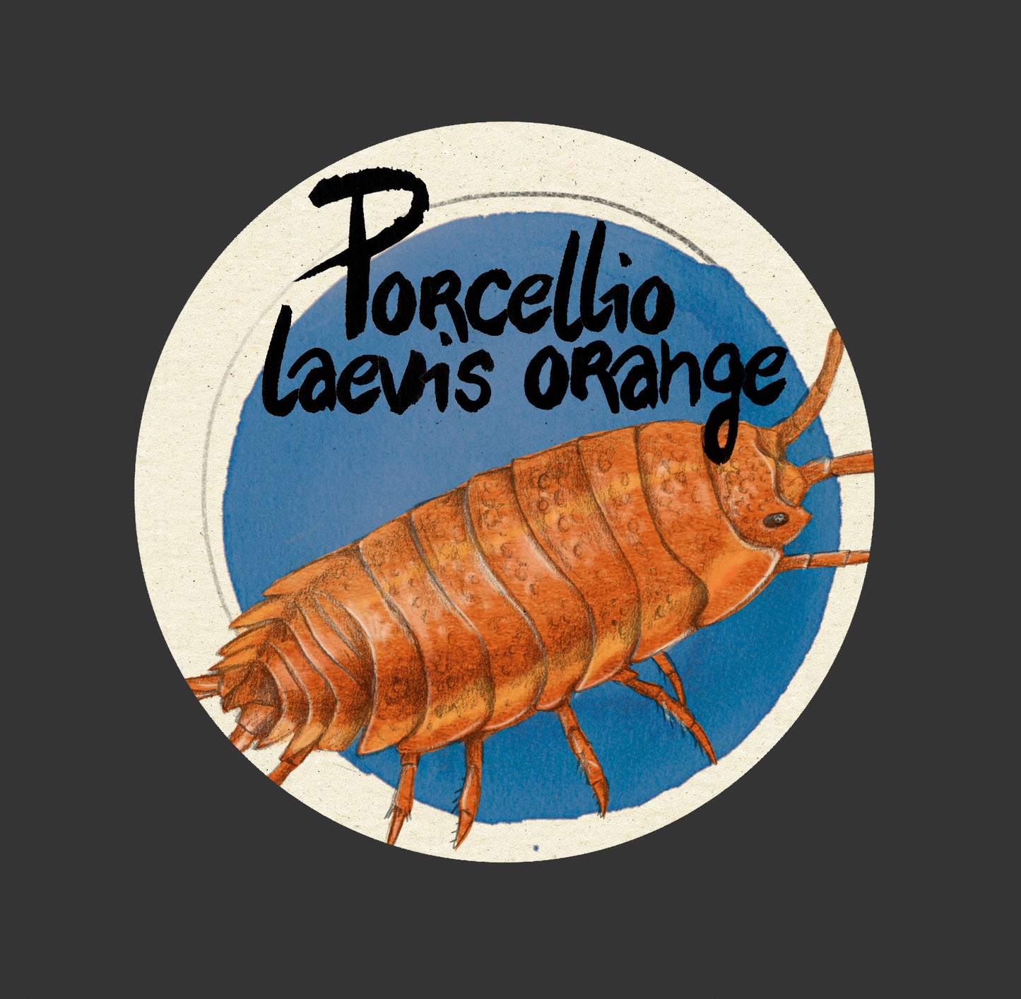 Cloportes - Porcellio laevis orange