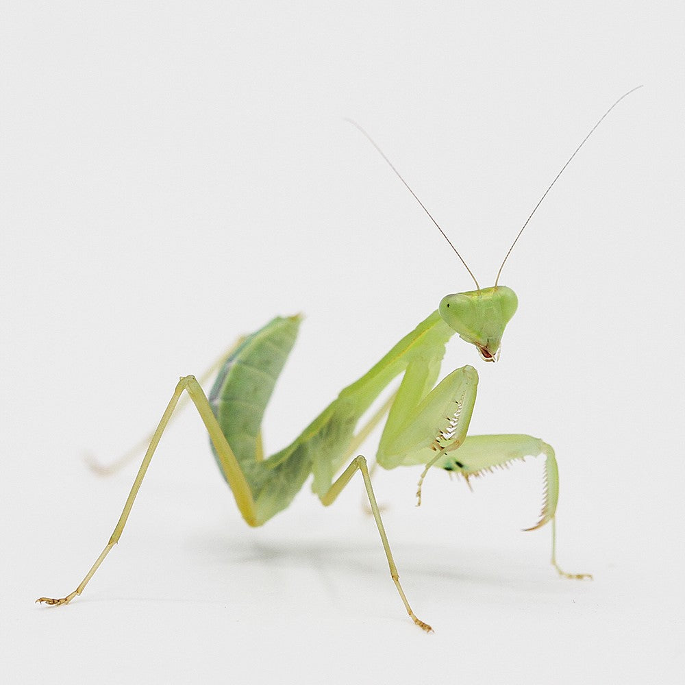 Gottesanbeterin - Sphodromantis aurea