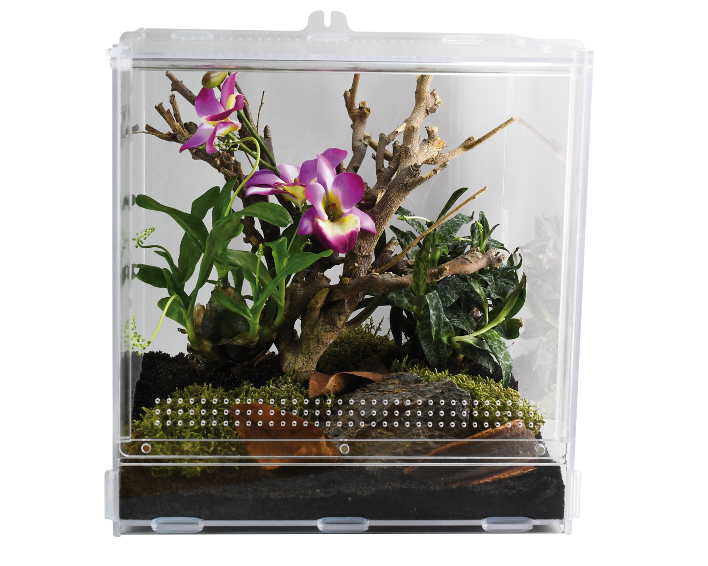 Vivarium Phasme