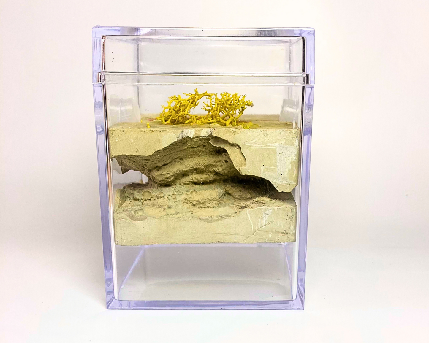 Fourmilière Biorama