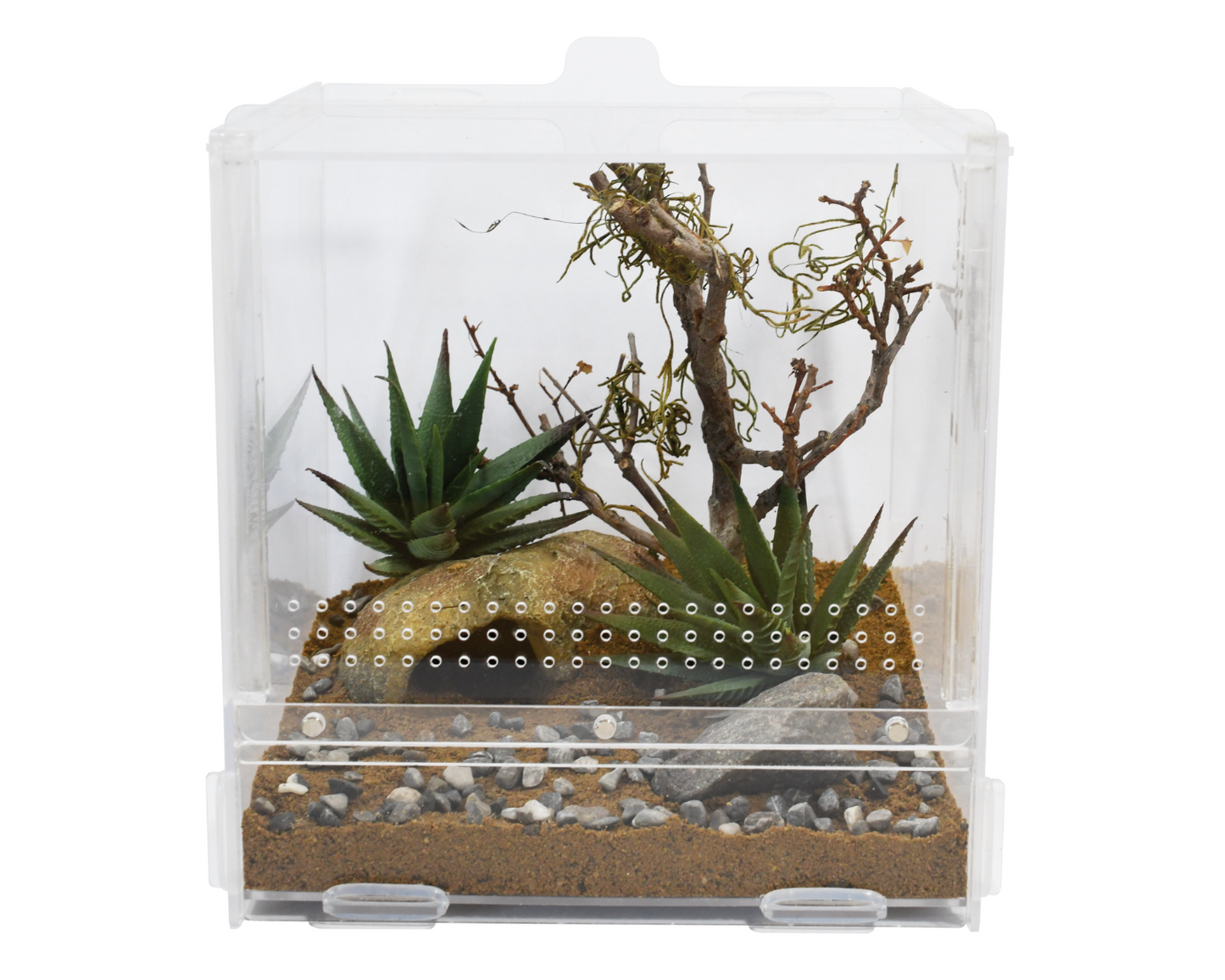 Vivarium Phasme