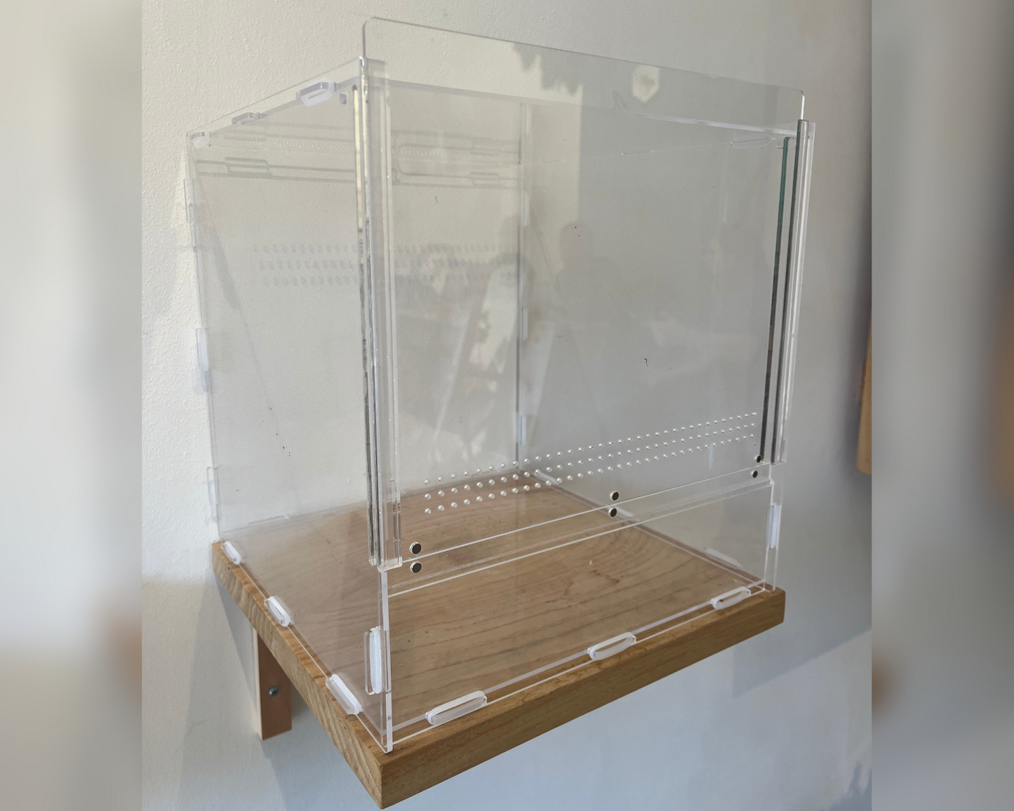 Vivarium Phasme