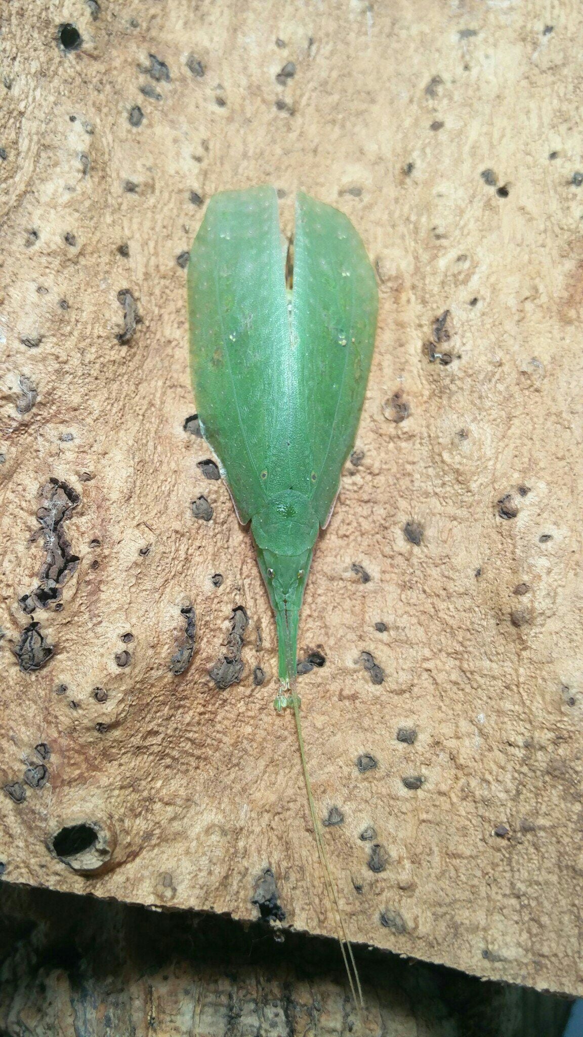 Saltamontes - Stilpnochlora couloniana