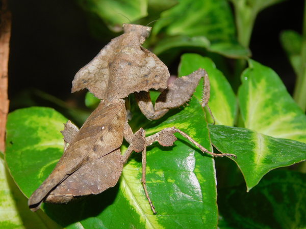 Mantis hoja - Deroplatys desiccata