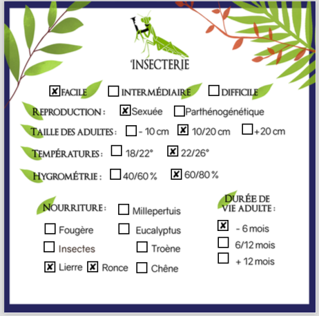 Phasmiden - Oxyartes vietnamensis