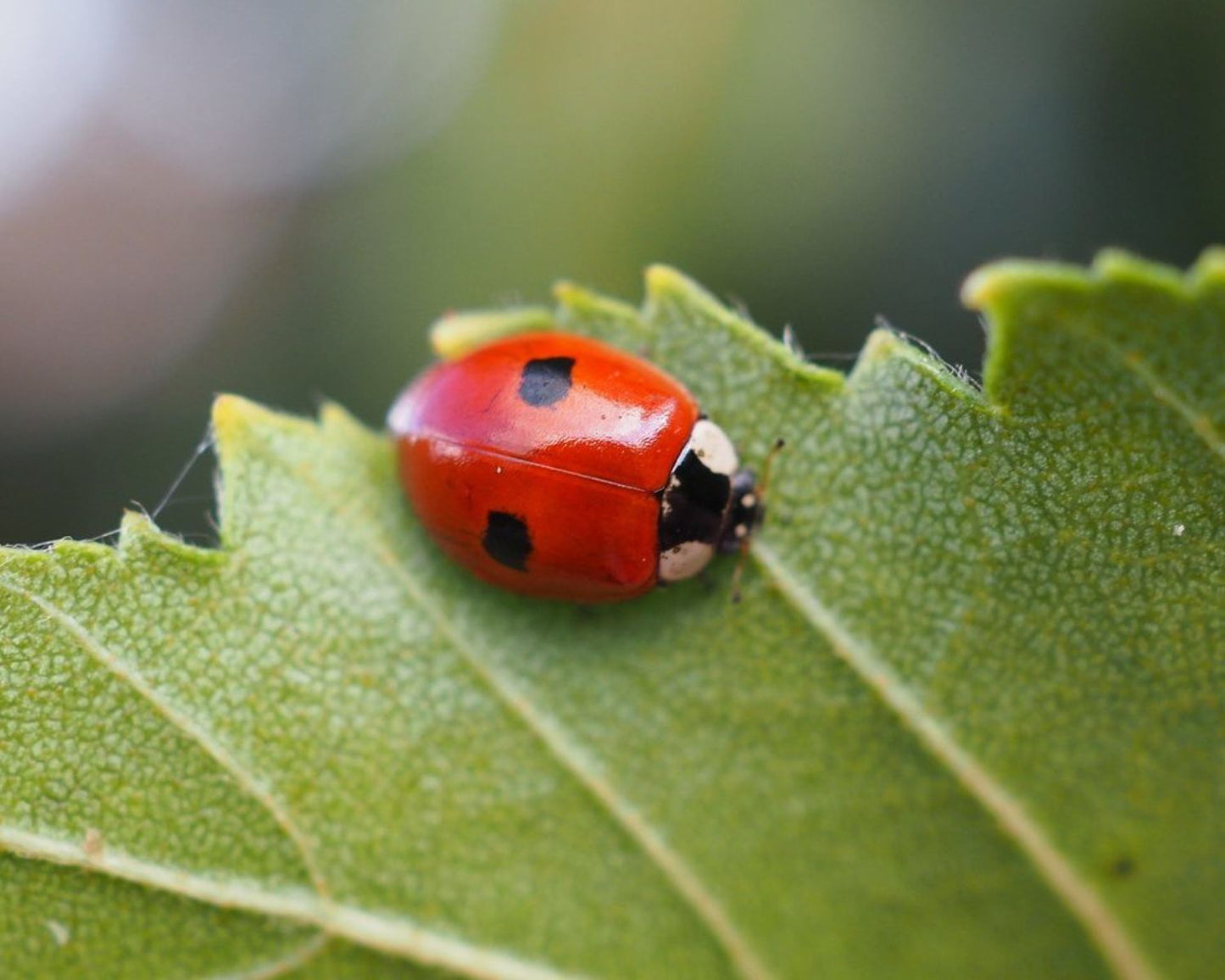 Kit d’élevage – Coccinelles