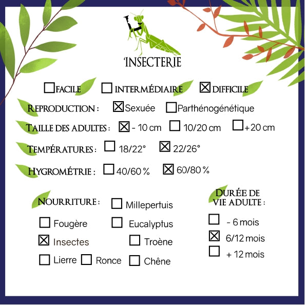 Mantis - Stagmatoptera femoralis