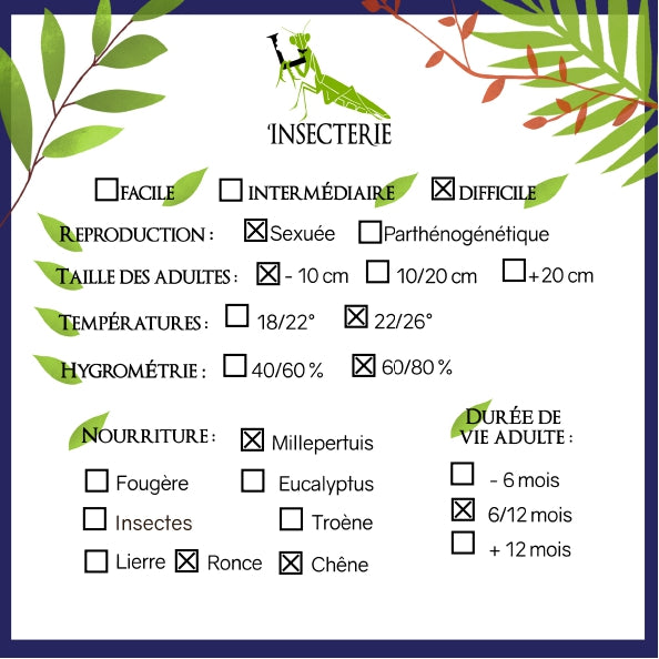 Phasme - Epidares nolimetangere