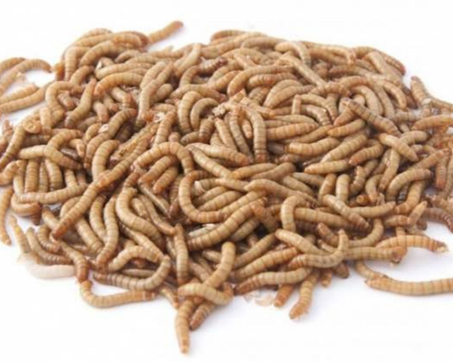 Züchten Sie Ihre Insekten im Klassenzimmer - Mehlwürmer