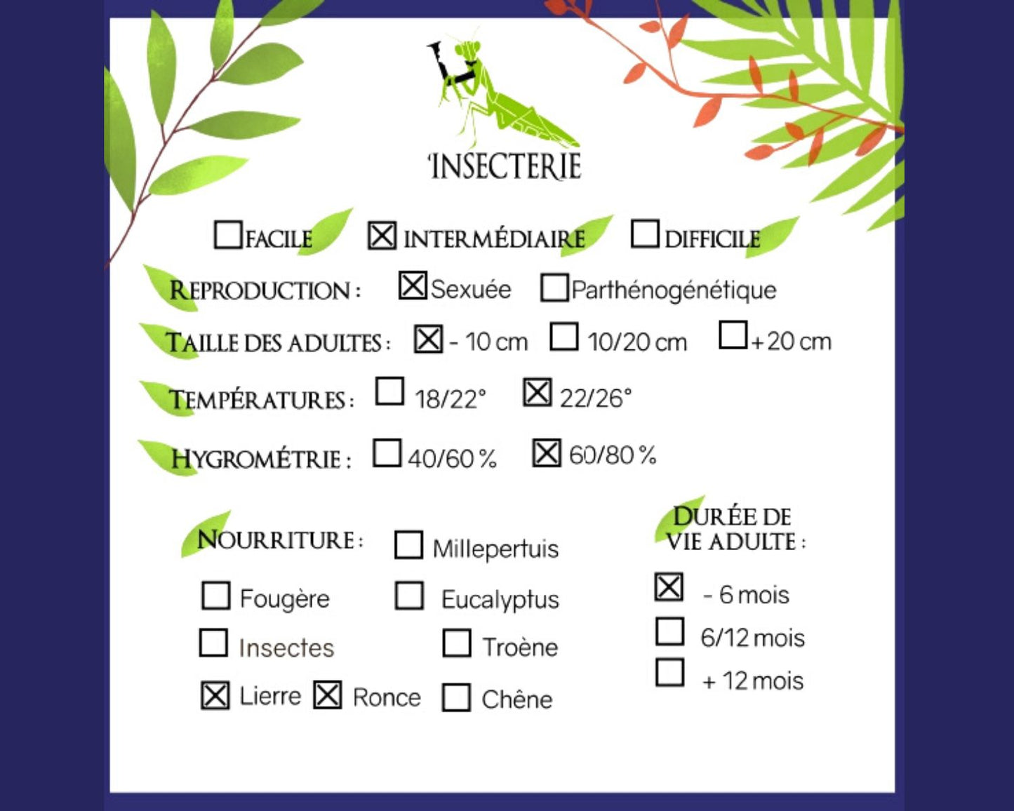 Phasme - Heteropteryx Dilatata