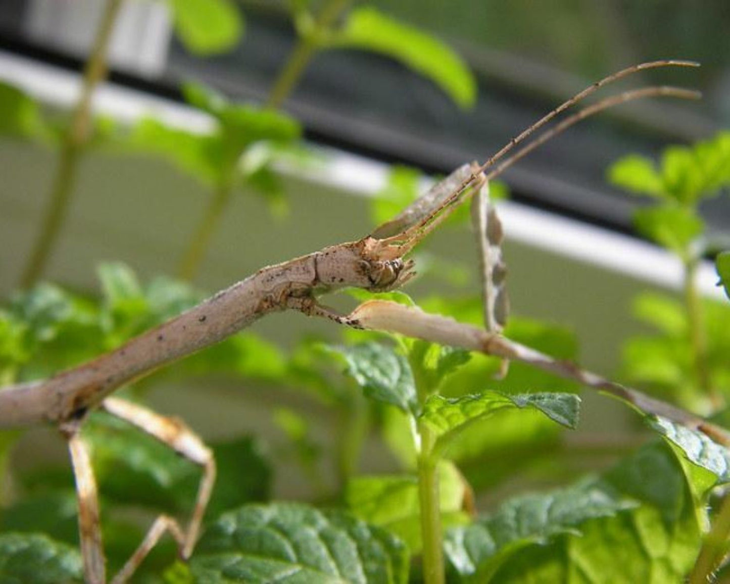 Phasme - Hermagoras cultratolobatus