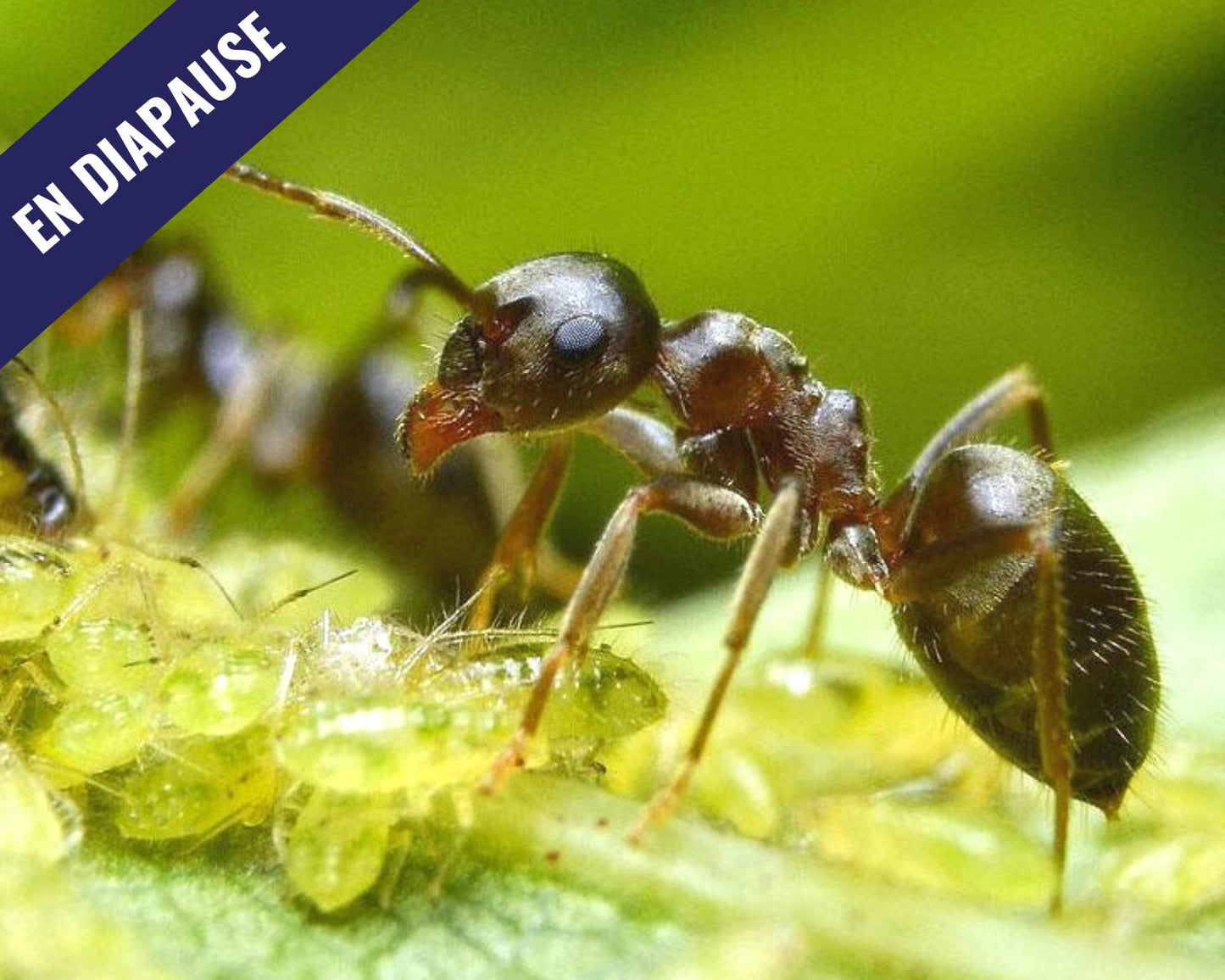 Fourmis - Lasius niger